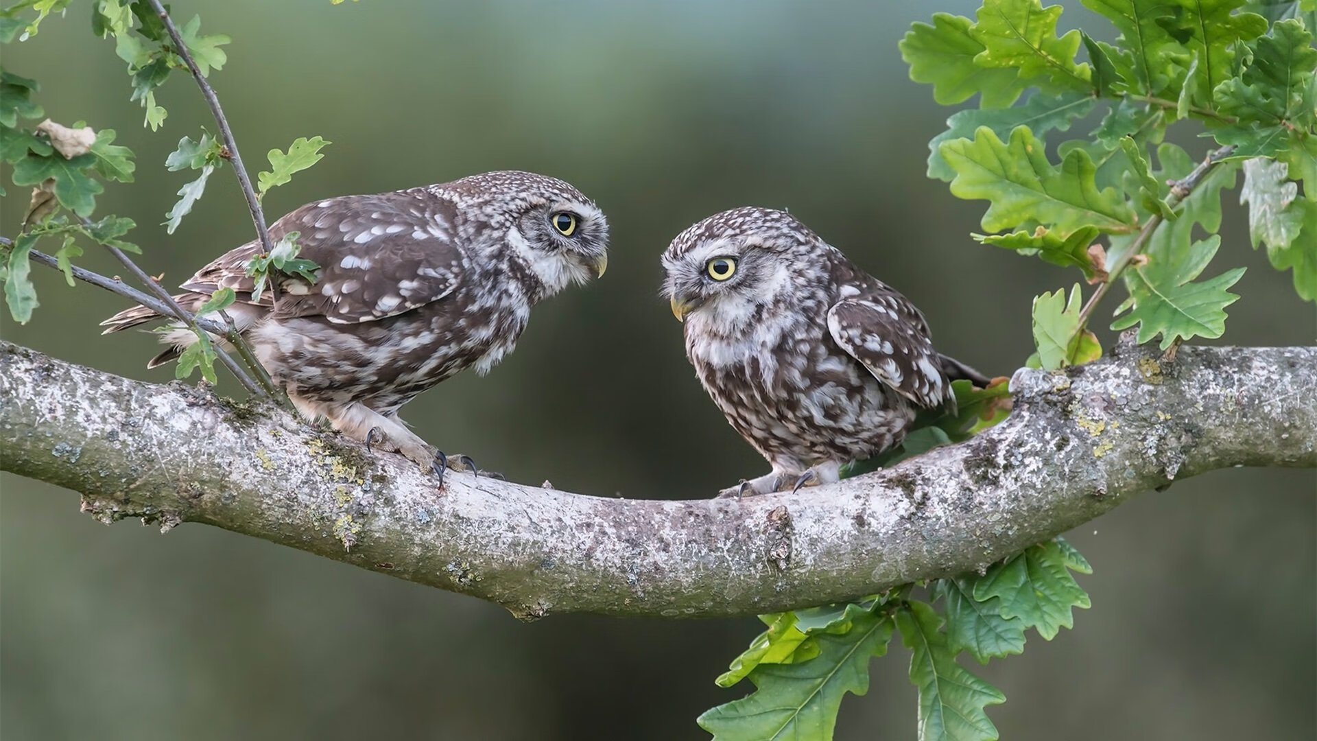 努涅斯冠军级表现闪耀全场，希腊力克芬兰锁定关键胜利